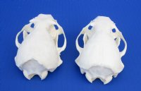 Wholesale A-Grade Otter Skulls for sale 4" to 4-1/2" - $48 each; 6 or more @ $43 each