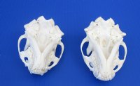 Wholesale A-Grade Otter Skulls for sale 4" to 4-1/2" - $48 each; 6 or more @ $43 each