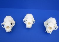 Wholesale A-Grade Otter Skulls for sale 4" to 4-1/2" - $48 each; 6 or more @ $43 each