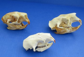 Wholesale #2 grade North American Porcupine Skulls 4 inches long - $24 each