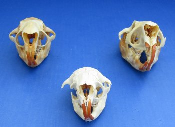 Wholesale #2 grade North American Porcupine Skulls 4 inches long - $24 each