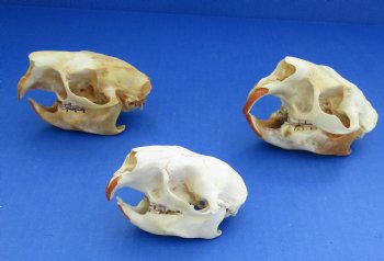 Wholesale #2 grade North American Porcupine Skulls 4 inches long - $24 each