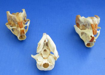 Wholesale #2 grade North American Porcupine Skulls 4 inches long - $24 each