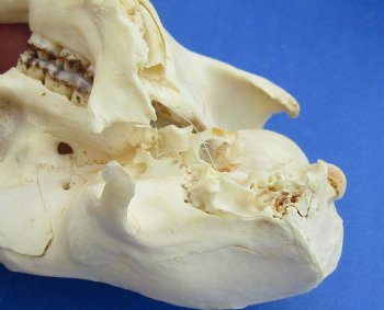 Wholesale #2 grade North American Porcupine Skulls 4 inches long - $24 each