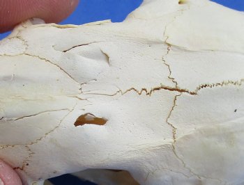 Wholesale #2 grade North American Porcupine Skulls 4 inches long - $24 each