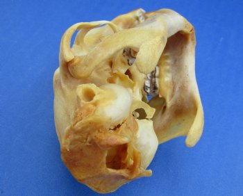 Wholesale #2 grade North American Porcupine Skulls 4 inches long - $24 each