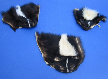 Wholesale Skunk Face Pelts 4 to 8 inches - 5 pcs @ $3.00 each; 20 pc @ $2.70 each