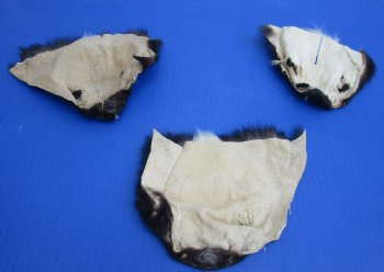 Wholesale Skunk Face Pelts 4 to 8 inches - 5 pcs @ $3.00 each; 20 pc @ $2.70 each