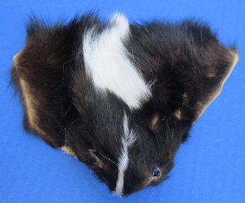 Wholesale Skunk Face Pelts 4 to 8 inches - 5 pcs @ $3.00 each; 20 pc @ $2.70 each