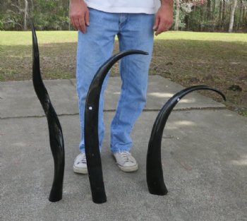 35 to 38 inches Polished Water Buffalo Horns Wholesale, Bubalus bubalis - $24.00 each