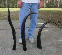 35 to 38 inches Polished Water Buffalo Horns Wholesale, Bubalus bubalis (We will select horns that look similar to those pictured)- $24.00 each