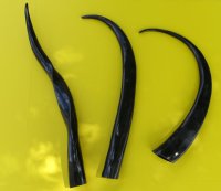 35 to 38 inches Polished Water Buffalo Horns Wholesale, Bubalus bubalis (We will select horns that look similar to those pictured)- $24.00 each