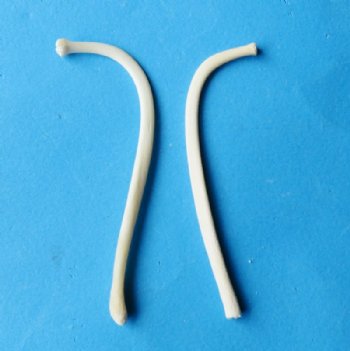 Wholesale 2-3/4 to 3-1/2 inch raccoon penis bones, raccoon baculum - 5 pcs @ $4.00 each; 20 pcs @ $3.60 each