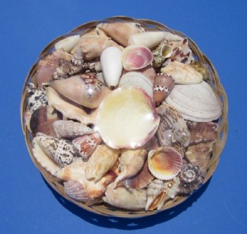 12 inches Round Wholesale Sea Shell Gift Baskets for Beach Wedding Centerpieces - Case of 6 pcs @ $3.35 each (Min: 3 case)