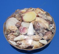 12 inches Round Wholesale Sea Shell Gift Baskets for Beach Wedding Centerpieces - Case of 6 pcs @ $3.35 each (Min: 3 case)