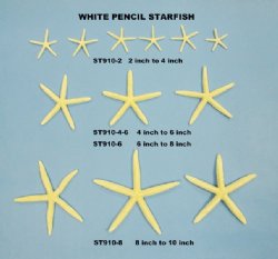 Starfish 10 Pack Assorted White Finger and Knobby Starfish 2-6 for Craft  and Décor