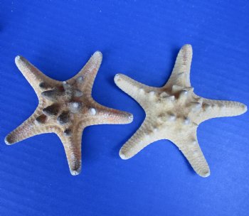 3 to 3-7/8 Knobby Starfish Wholesale, Thorny Starfish - 25 pcs @ .20 each