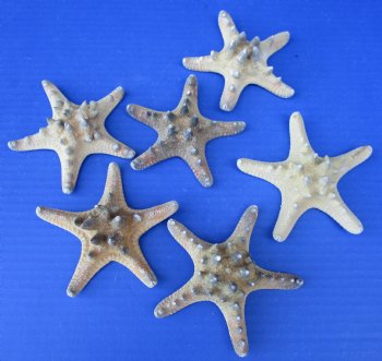 3 to 3-7/8 Knobby Starfish Wholesale, Thorny Starfish - 25 pcs @ .20 each