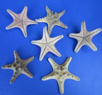 3 to 3-7/8 Knobby Starfish Wholesale, Thorny Starfish - 25 pcs @ .20 each