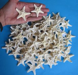 100 Wholesale White Knobby Starfish (off white in color) 1 inches to 2-1/2 inches - 100 @ .20 each 
