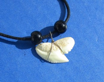 Wholesale 5/8" to 7/8" Medium Tiger shark tooth on 18" black cord necklace - 10 pcs @ $1.50 each: 60 pcs @ $1.25 each