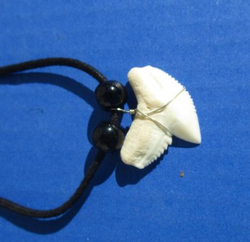 Wholesale 1" to 1-1/4" Extra Large Tiger shark tooth on 18" black cord necklace - 10 pcs @ $3.75 each: 40 pcs @ $3.25 each