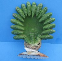 Wholesale Shell Peacock Seashell Novelties 4 inches - 3 pcs @ $4.00 each; 15 pcs @ $3.60 each