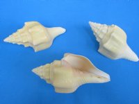 Wholesale West Indian Polished Chank Shells, commercial grade with natural imperfections 6 inches to 6-3/4  inches - Packed: 3 pcs @ $4.25 each; 