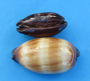 2-1/2 to 3-1/4 inches Chocolate banded cowry shells wholesale - 12 pcs @ .48 each