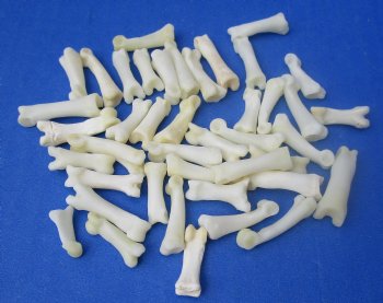 Wholesale Bobcat Toe Bones in Bulk, 3/4 to 1 inch (cleaned and off white in color) - 25 pcs @ $.65 each; 100 pcs @ $.58 each