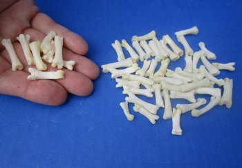 Wholesale Bobcat Toe Bones in Bulk, 3/4 to 1 inch (cleaned and off white in color) - 25 pcs @ $.65 each; 100 pcs @ $.58 each