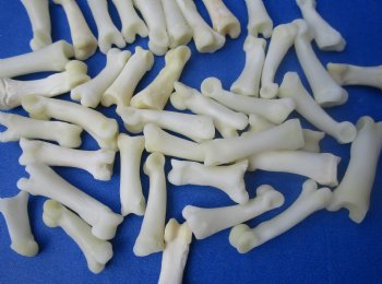 Wholesale Bobcat Toe Bones in Bulk, 3/4 to 1 inch (cleaned and off white in color) - 25 pcs @ $.65 each; 100 pcs @ $.58 each