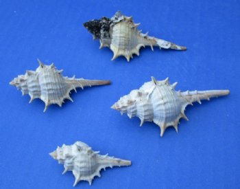 Wholesale Murex Trapa seashells 1-1/2 to 3 inches - 100 pcs @ .27 each; 500 @ .24 each