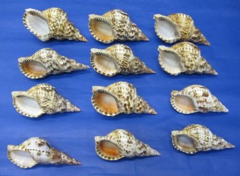 6 inches Wholesale Atlantic Triton Seashells, Triton's Trumpet for display and making seashell centerpieces - 2 pcs @ $8.75 each; 8 pcs @ $7.75 each