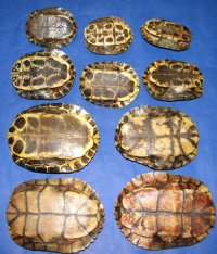 5 inches Red Eared Slider Turtle Shells Wholesale - 4 pcs @ $11 each; 12 pcs @ $9.90 each