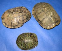 7 inches Red Eared Slider Turtle Shells Wholesale -  2 pcs @ $13.00 each; 10 pcs @ $11.70 each