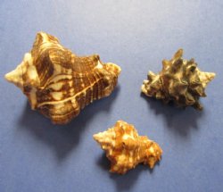 Wholesale Mixed Vasum seashell, vase shells 1-1/4" to 3" - 5 kilos @ $8.75/bag