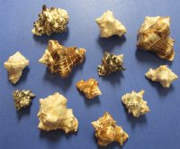 Wholesale Mixed Vasum seashell, vase shells 1-1/4" to 3" - 5 kilos @ $8.75/bag