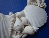 Wholesale White Seashell wreaths with Irish Deeps and Mixed White Shells 12-1/2 inch - 2 pcs @ $11.50 each