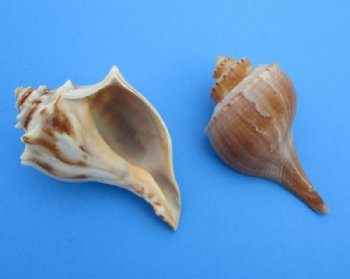 North Atlantic Whelk Shells Wholesale, Knobbed Whelk Shells, 5 to 6 inches - 12 pcs @ $1.70 each; 48 pcs @ $1.53 each