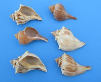 North Atlantic Whelk Shells Wholesale, Knobbed Whelk Shells, 5 to 6 inches - 12 pcs @ $1.70 each; 48 pcs @ $1.53 each