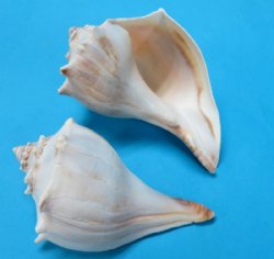 Atlantic Whelk Shells Wholesale, Knobbed Whelk Shells, 6 to 7 inches - 12 pcs @ $2.50 each