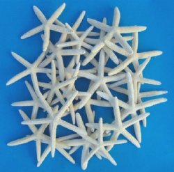 Off White Wholesale White Pencil Finger Starfish 8" - 9-3/4" -  300 pcs@ $.60 each