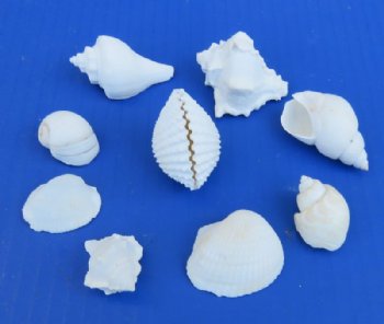 Medium White Shell Mix Wholesale 1" to 2-1/2" - $10.75/gallon