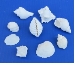 Medium White Shell Mix Wholesale 1" to 2-1/2" - $10.75/gallon