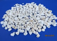 Medium White Shell Mix Wholesale 1" to 2-1/2" - 10 gallons @ $9.65/gallon